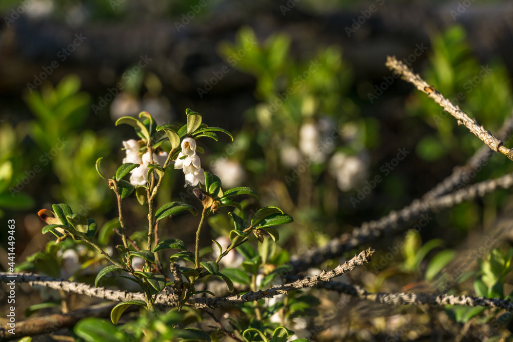 Obraz premium Tuchola Forest