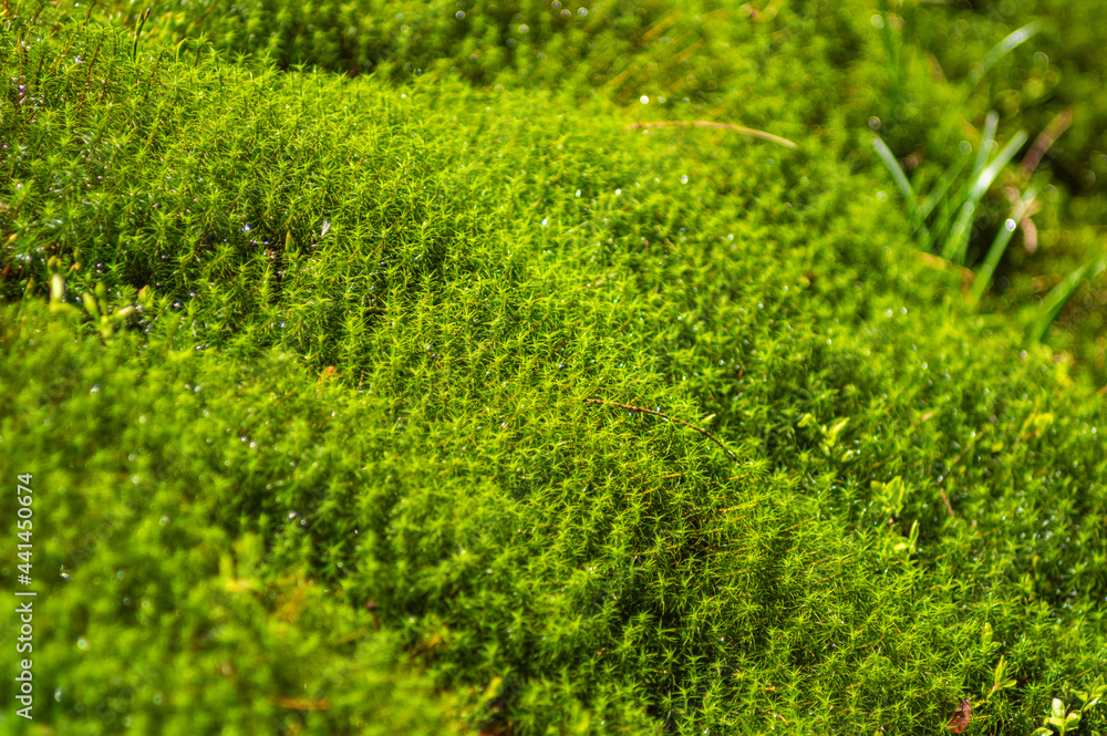 Moss after rain close-up in the mountains