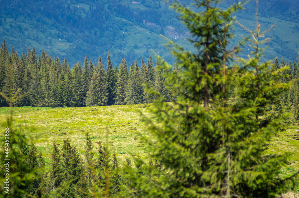 Beautiful landscape of mountain ranges and forests in the Ukrainian carpathians Beautiful landscape of mountain ranges and forests in the Ukrainian carpathians