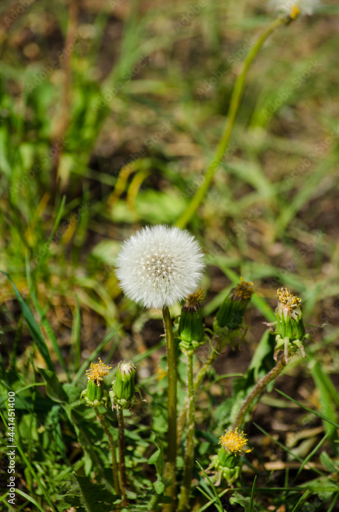 Dandelion Dandelion