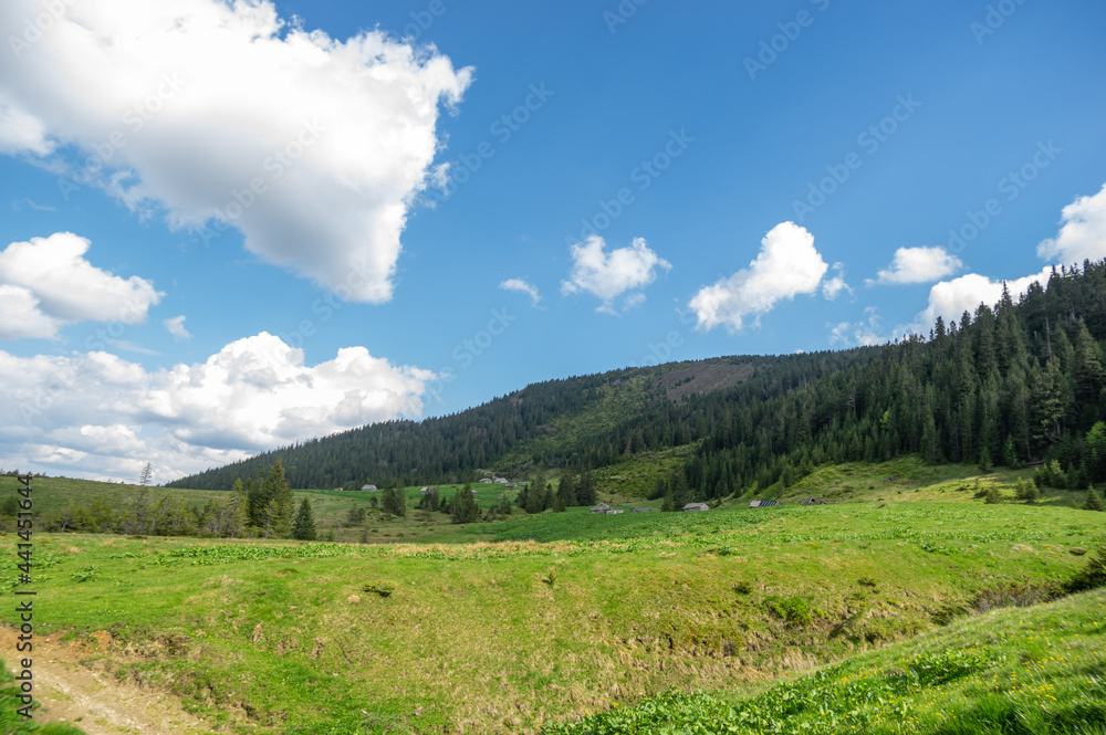 A meadow among a coniferous forest in the Carpathian mountains in Ukraine. Travel and rest in Ukraine. A meadow among a coniferous forest in the Carpathian mountains in Ukraine. Travel and rest in Ukraine.