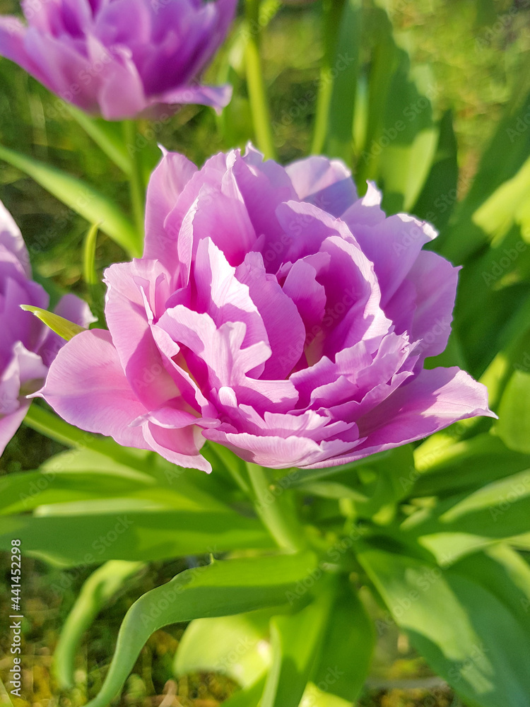Fototapeta premium Purple Tulip (in german Tulpe)