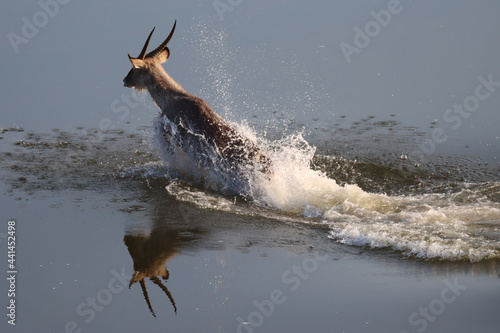 Canvas Print Kruger National Park: waterbuck crossing river