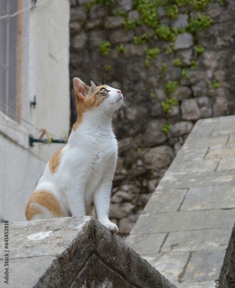 Kotor, Montenegro. Cats are favorite of local  residents and city masgots.