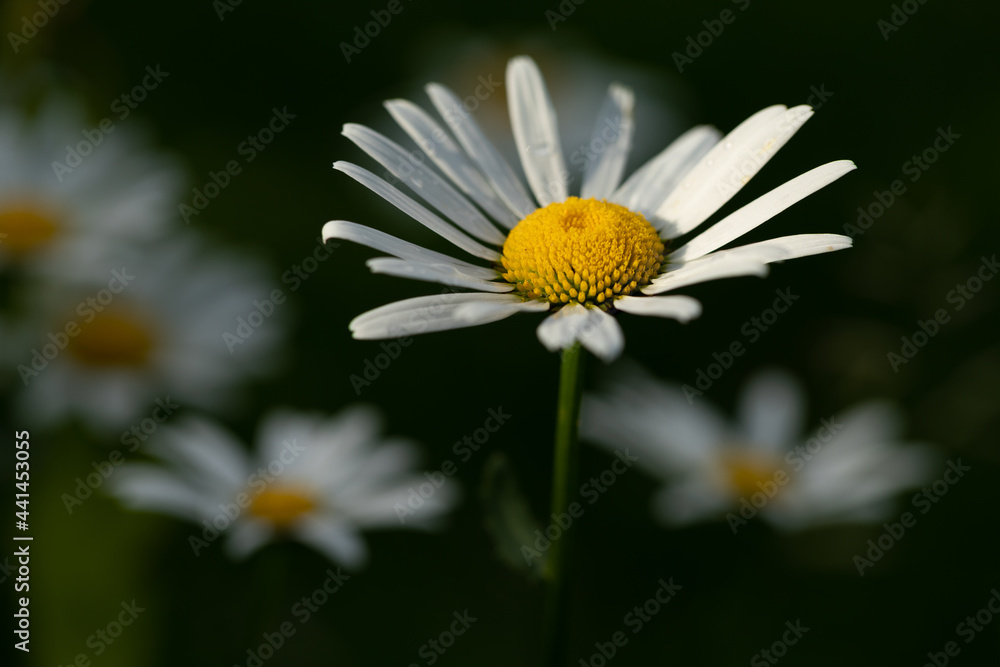 Beautiful daisies in the garden. Chamomiles on a blurred natural green background. Chamomile in the field. Beautiful daisies in the garden. Chamomiles on a blurred natural green background. Chamomile in the field.