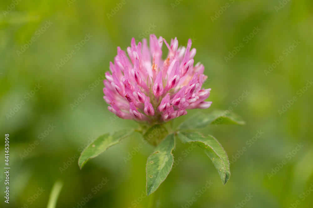 Meadow clover flower. Zailiyskiy Alatau Meadow clover flower. Zailiyskiy Alatau