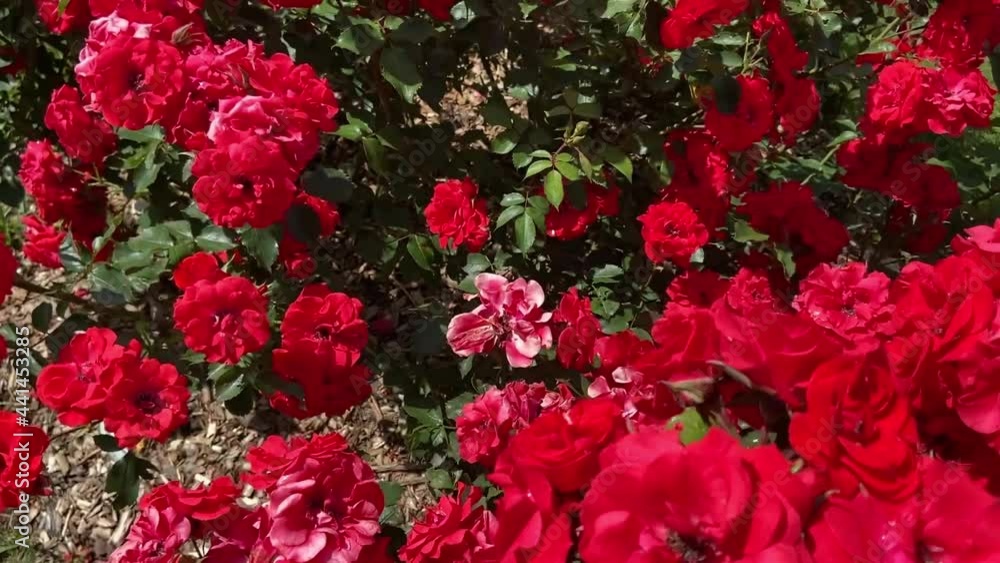 Roses rouges du parc de Bagatelle à Paris Roses rouges du parc de Bagatelle à Paris