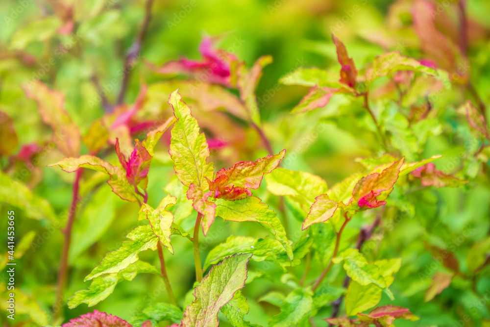 Green bushes with young leaves in the sunset Green bushes with young leaves in the sunset