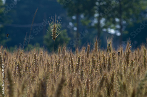 wheat crops and natural texture from fields in the countryside 