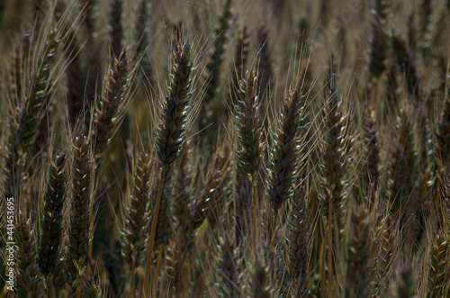 wheat crops and natural texture from fields in the countryside 