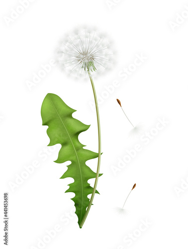 Dandelion Realistic Icon