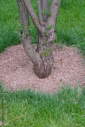 Fruit tree and claydite near-trunk circle. Protection of the tree from pests of weeds and frost . Environmentally friendly material photo