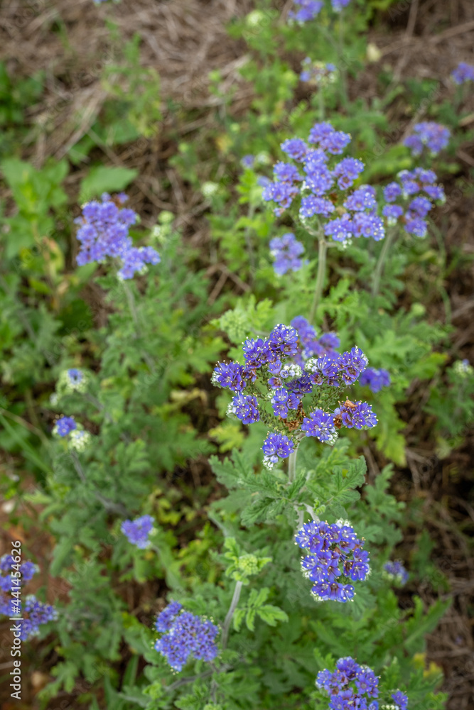 Clusters of wild purple flower clusters