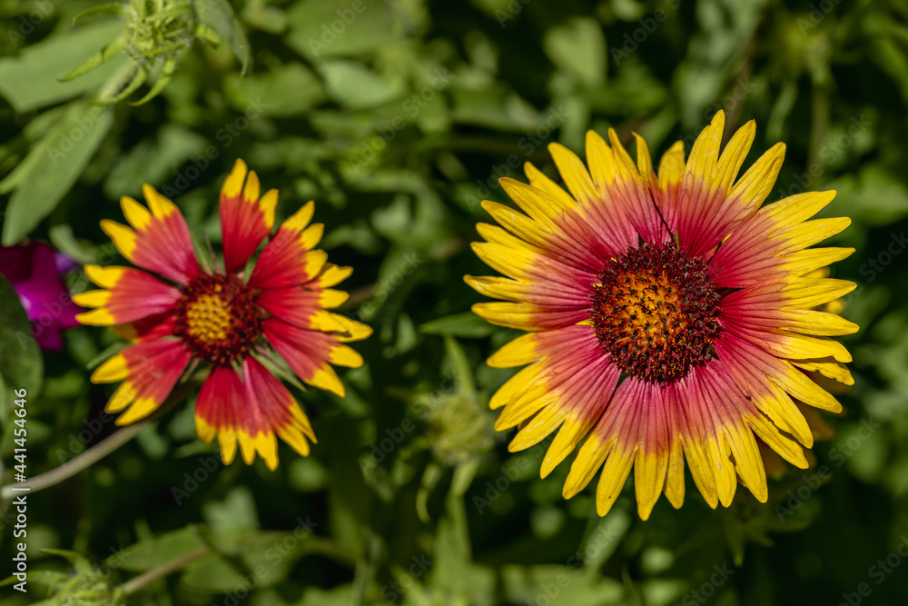 Closeup view of indian blanket wildflower Closeup view of indian blanket wildflower
