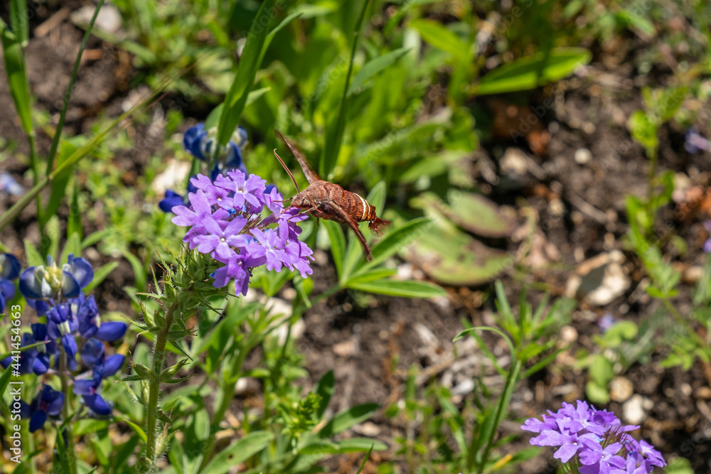 Cluster of wild verbina with large red moth Cluster of wild verbina with large red moth