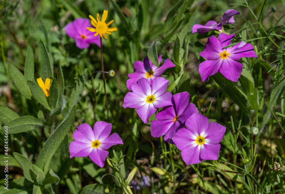 Cluster of small purple and yellow wildflowers