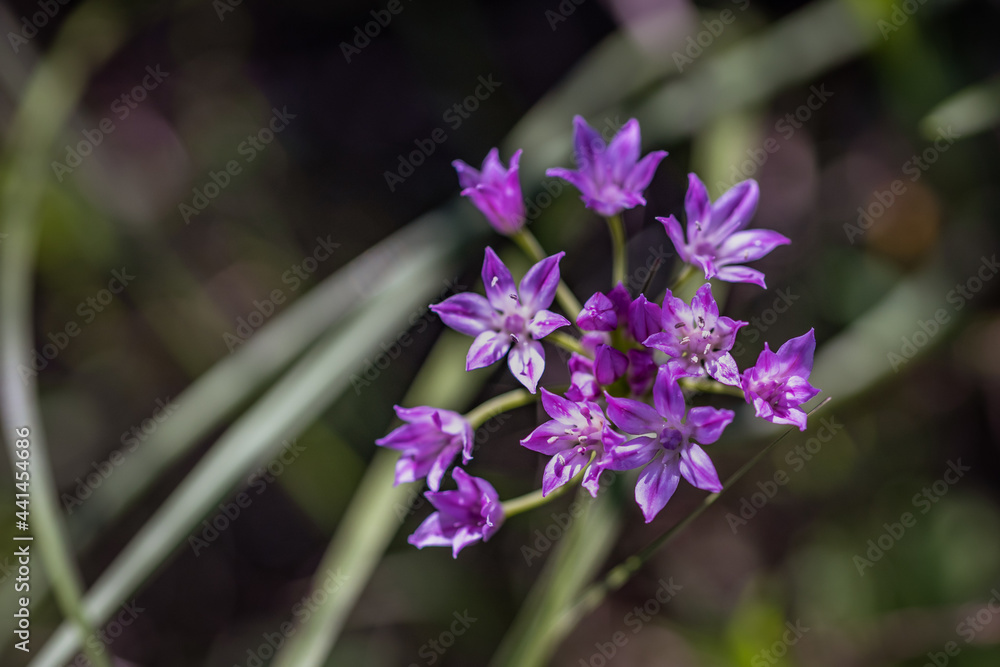 Closeup of a cluster of purple wild garlic Closeup of a cluster of purple wild garlic