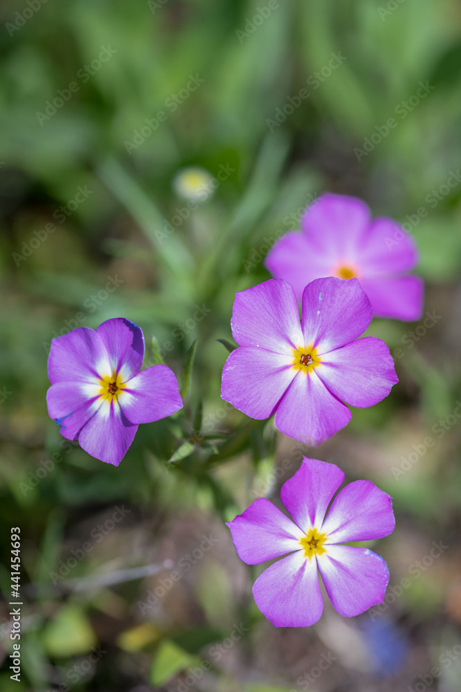 Cluster of small purple and yellow wildflowers Cluster of small purple and yellow wildflowers