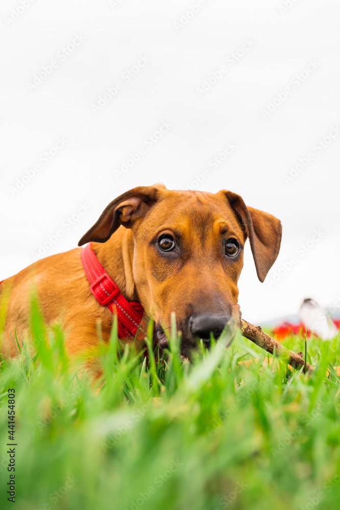 Puppy Dog Chewing Stick