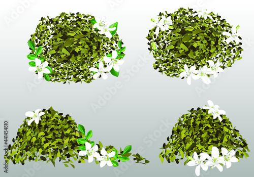 scattering of tea with bergamot flowers and leaves