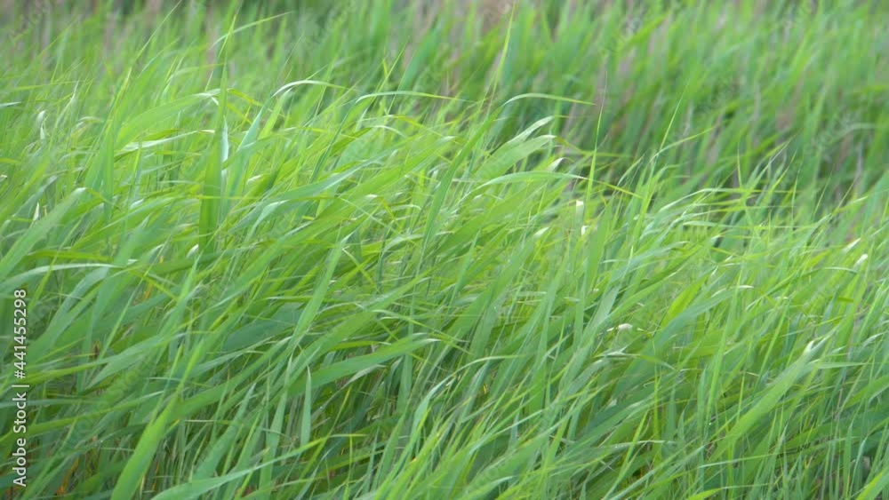 Green grass. The wind shakes the stalks of the grass. Summer time of the year. Daylight. Close-up. Green grass. The wind shakes the stalks of the grass. Summer time of the year. Daylight. Close-up.