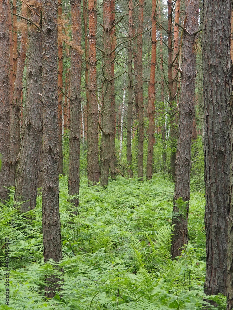 Naklejka premium Forest Atmosphere in the Spring