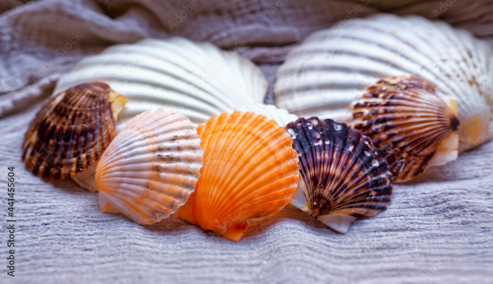 Sea shells arranged in a line.