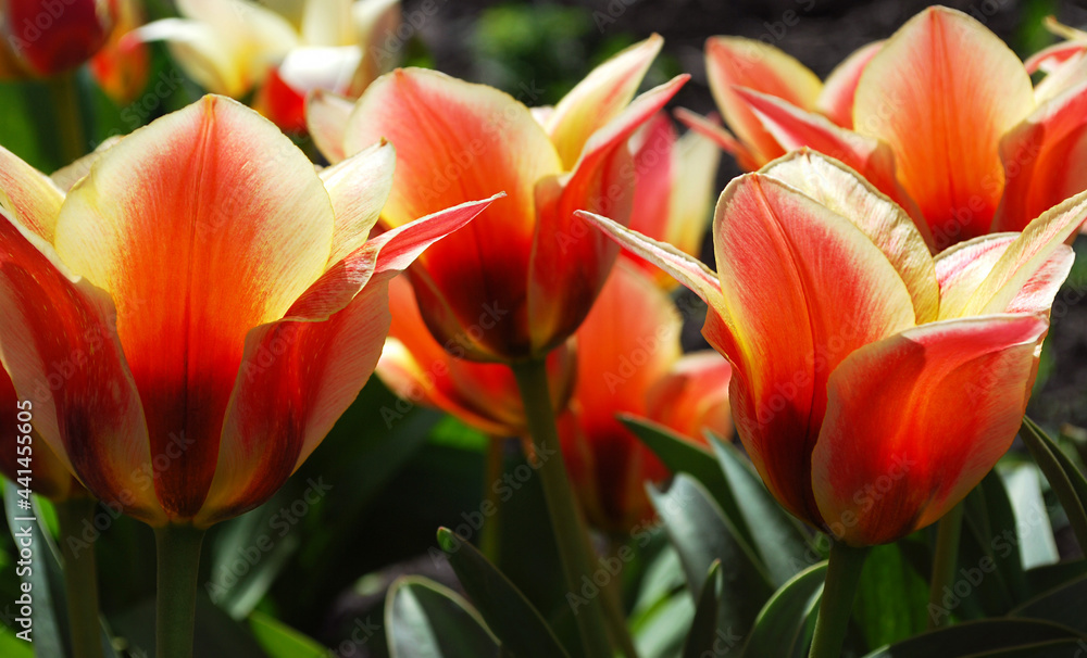 Naklejka premium bicolor tulips bright decoration of a spring flower bed