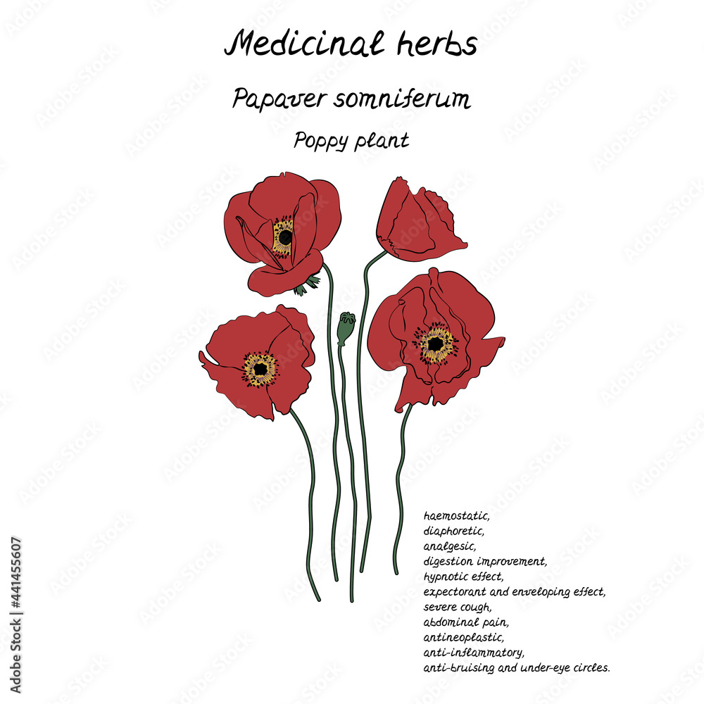 Fototapeta premium Line art illustration of hand drawn medicinal herb poppy with information about health benefits text. Isolated on white background.