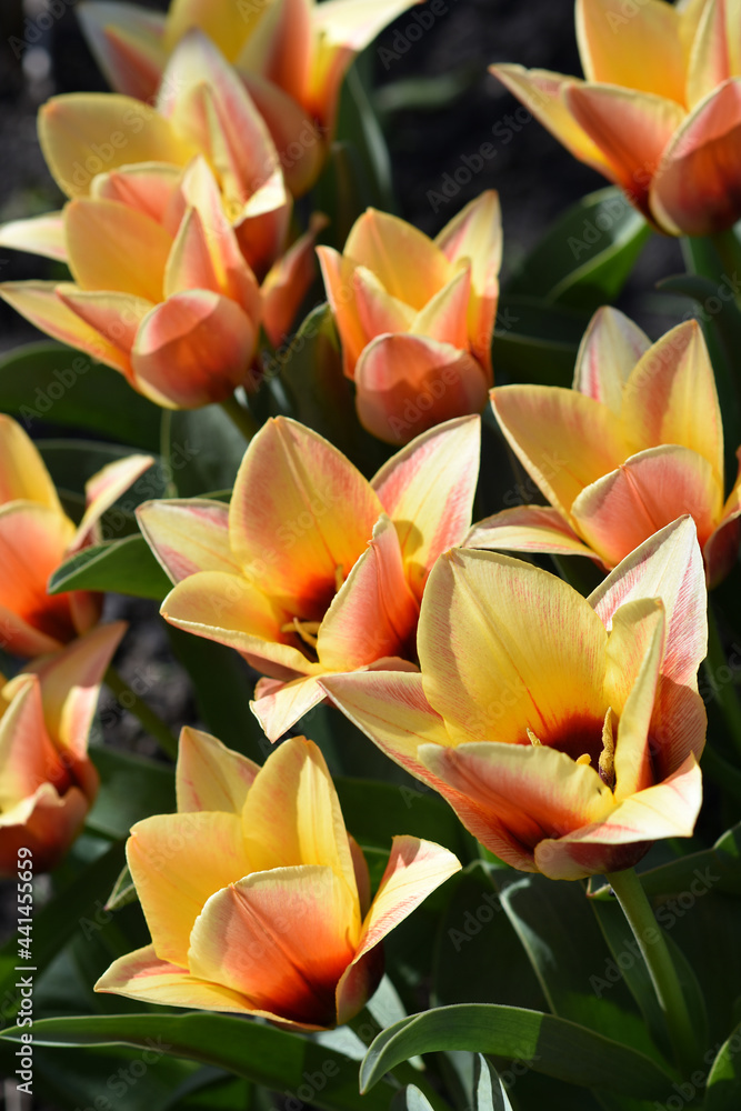 Obraz premium bicolor tulips bright decoration of a spring flower bed