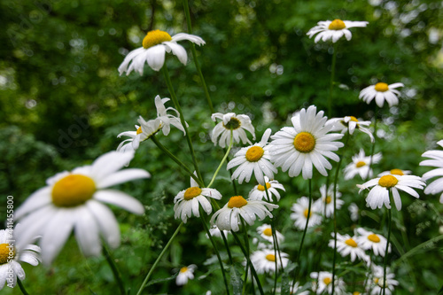 Wet white daisies in the flowerbed.
