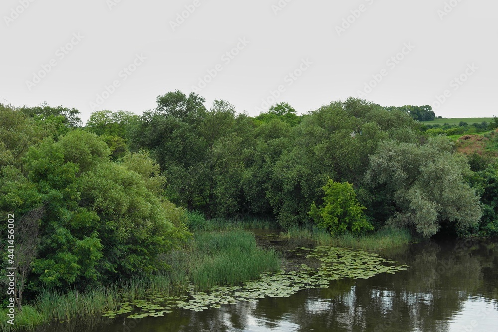 Summer landscape on a riverside flooded meadow with trees and lush green grass Summer landscape on a riverside flooded meadow with trees and lush green grass