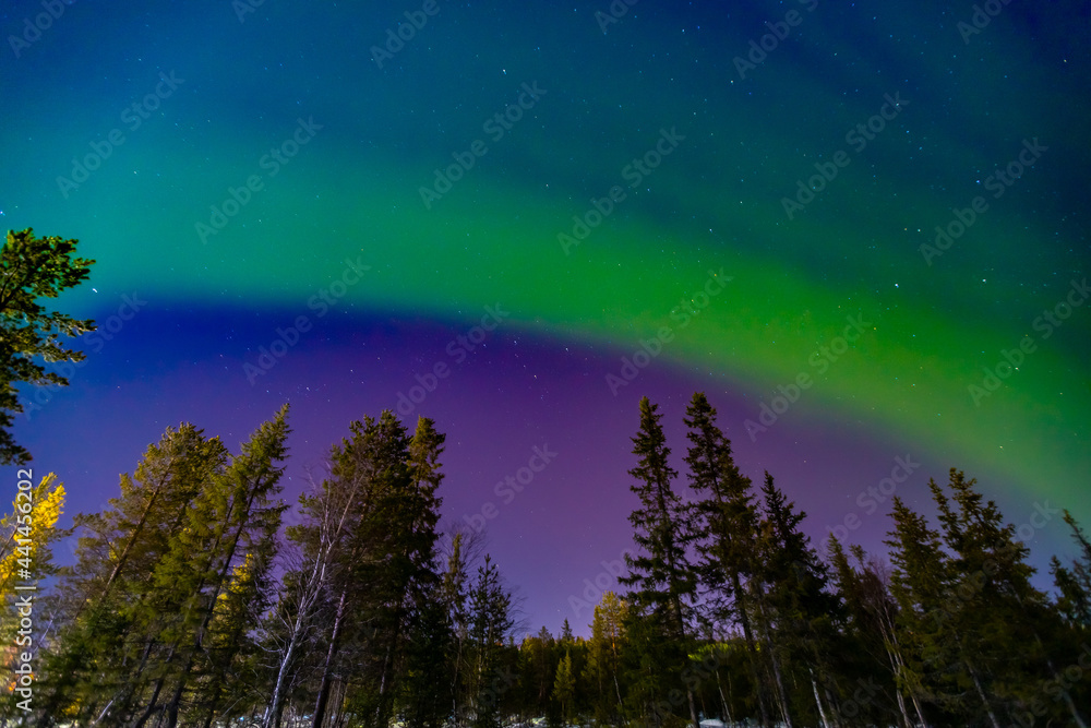 Arctic polar night starry sky background of aurora borealis and Northern Lights in forest