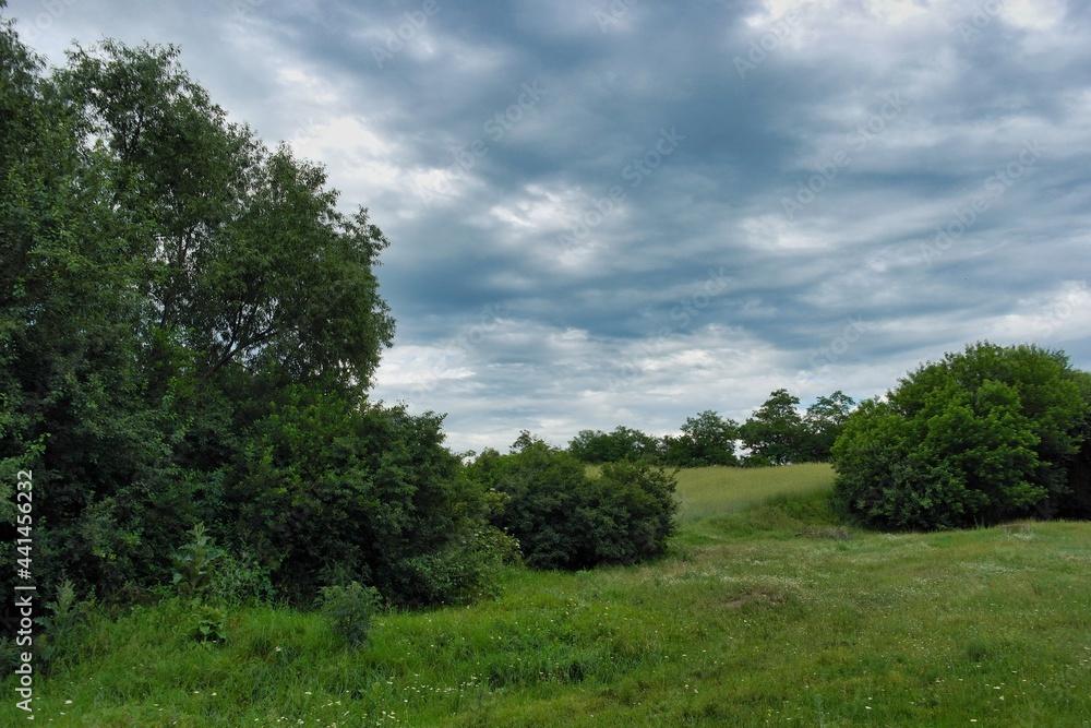 Summer landscape on a riverside flooded meadow with trees and lush green grass