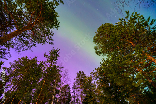 Colorful arctic polar night starry sky background of aurora borealis and Northern Lights in forest