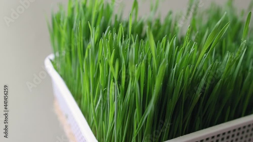 Woman's hand strokes the tops of fresh green wheat sprouts in a tray. Growing wheatgrass for juice at home. Preparation of a health drink. Extreme close-up photo