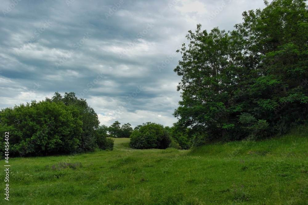 Summer landscape on a riverside flooded meadow with trees and lush green grass Summer landscape on a riverside flooded meadow with trees and lush green grass