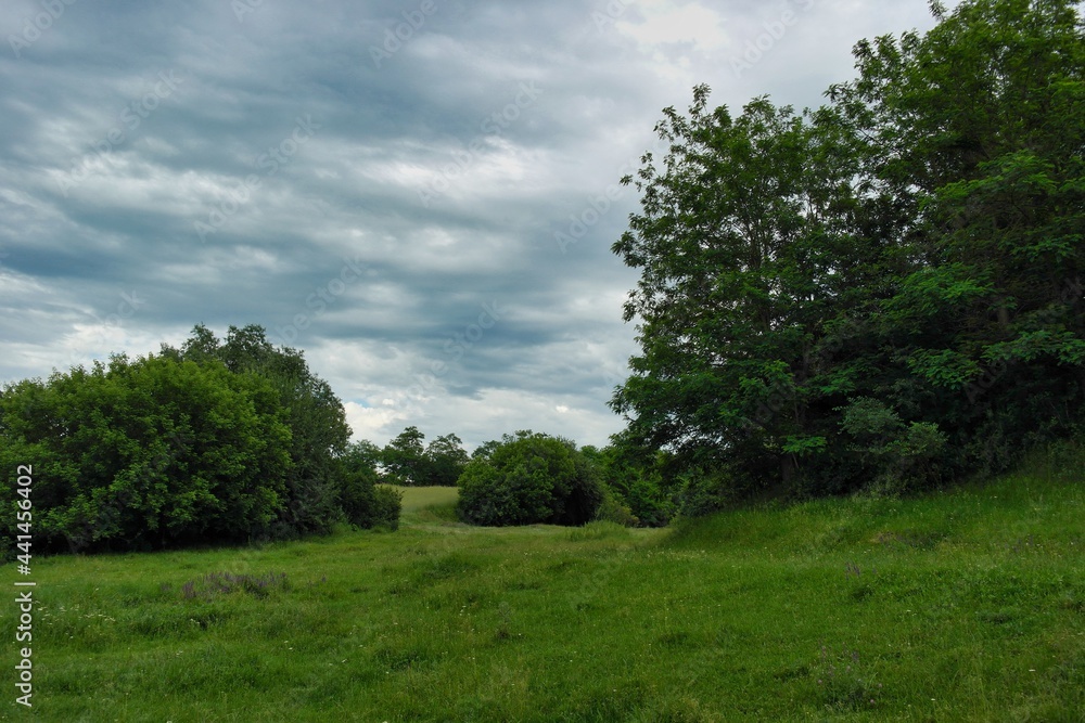 Summer landscape on a riverside flooded meadow with trees and lush green grass