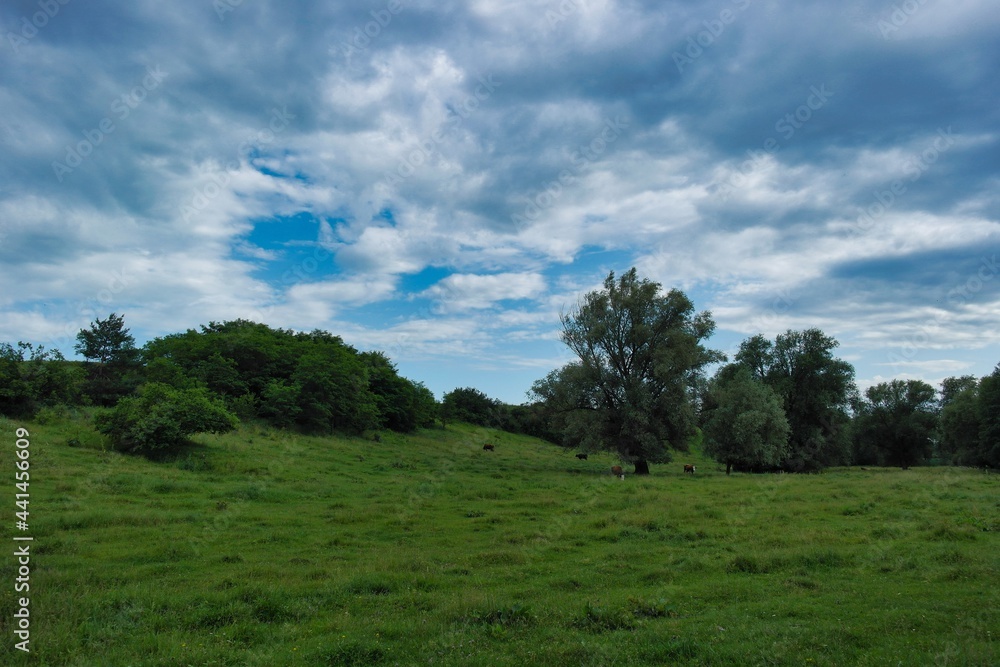 Obraz premium Summer landscape on a riverside flooded meadow with trees and lush green grass