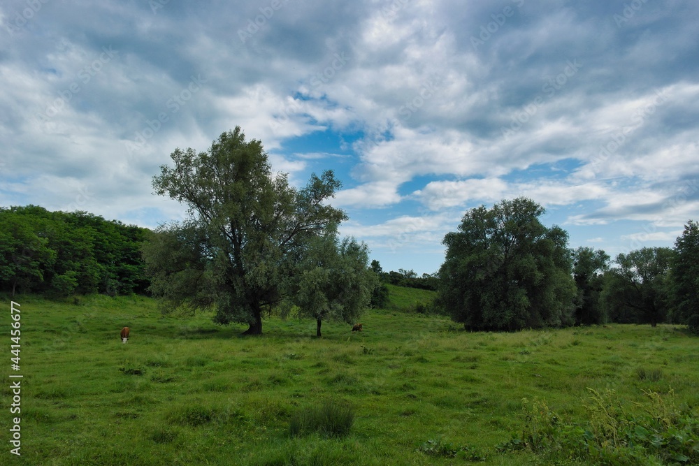 Summer landscape on a riverside flooded meadow with trees and lush green grass