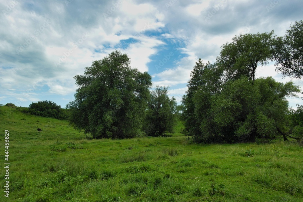Summer landscape on a riverside flooded meadow with trees and lush green grass