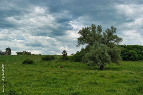 Summer landscape on a riverside flooded meadow with trees and lush green grass