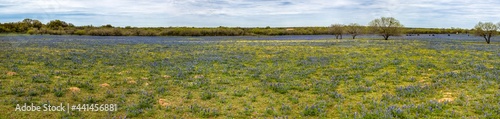 Panoramic view of bluebonnet field © Terri