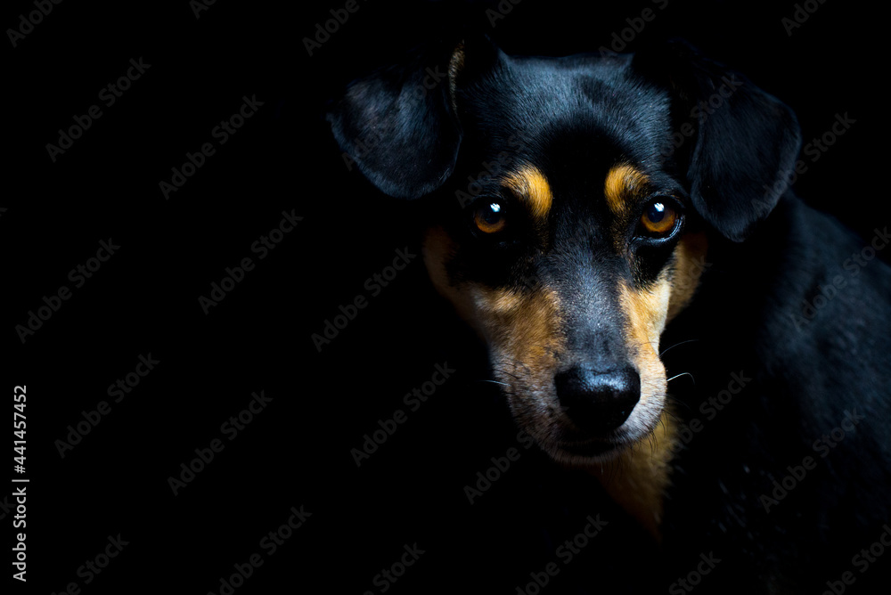 Mongrel dog on a black background. The dog in the studio. Mix dog on a dark background. Raw photo. Low key. Portrait of a black dog on a background. Copy space Mongrel dog on a black background. The dog in the studio. Mix dog on a dark background. Raw photo. Low key. Portrait of a black dog on a background. Copy space