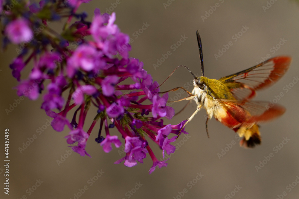 Sphinx gazé Hemaris fuciformis butinant sur un Buddleia Sphinx gazé Hemaris fuciformis butinant sur un Buddleia