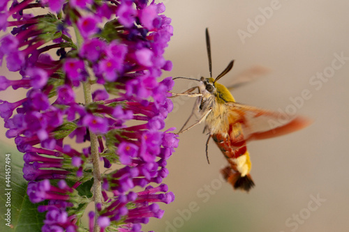 Sphinx gaz   Hemaris fuciformis butinant sur un Buddleia