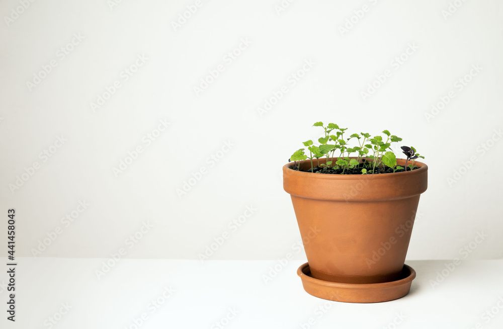 small spicy herbs in a pot on a white background small spicy herbs in a pot on a white background