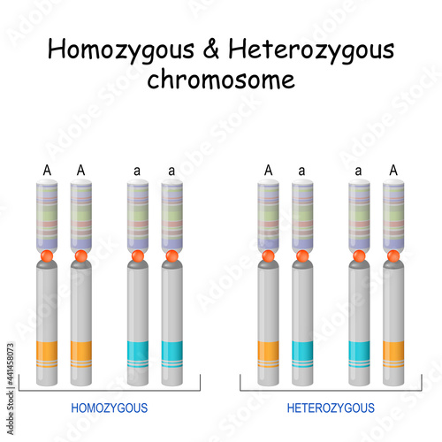 Homozygous Heterozygous chromosome