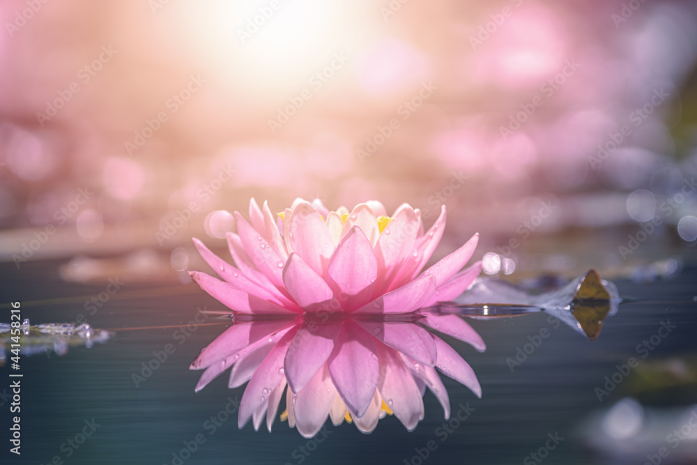 Pink lotus flower in water with sunshine Stock Photo | Adobe Stock