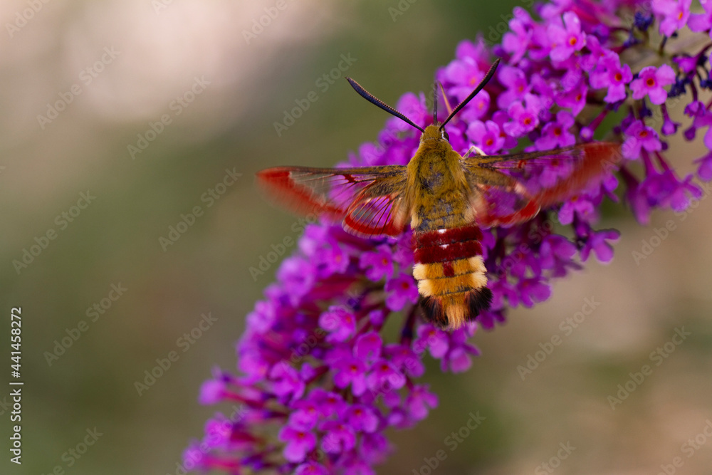 Sphinx gazé Hemaris fuciformis butinant sur un Buddleia Sphinx gazé Hemaris fuciformis butinant sur un Buddleia